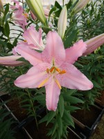 [5386 Sanna VZ No01.JPG]